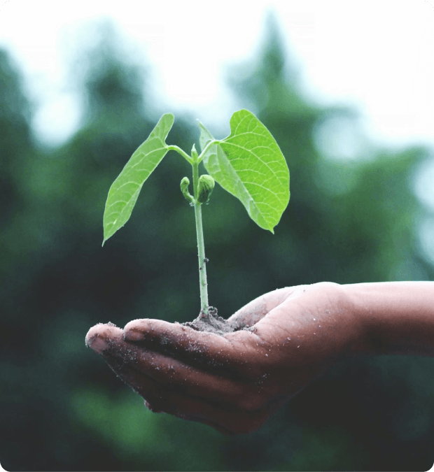 Planta na mão de uma pessoa, representando a sustentabilidade